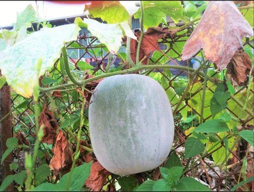 Vista 2 de 100 semillas de calabaza de cera gigante, variedad de reliquia sin OMG, temporada cálida anual por Mai's Family