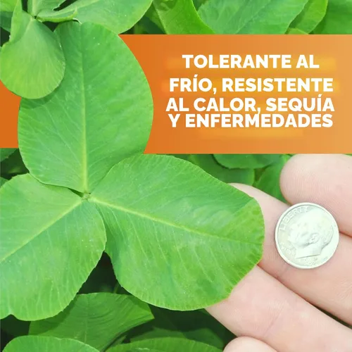Vista 6 de Whitetail Institute Imperial Clover Semilla para parcela de alimentos para ciervos para siembra de primavera u otoño, promueve el crecimiento