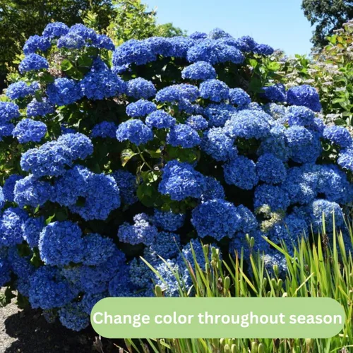Vista 2 de Plantas de árbol de arbusto de hortensias vivas, 5-9 pulgadas de alto, sin maceta, inactivas en invierno, cambian de color, plantación perenne