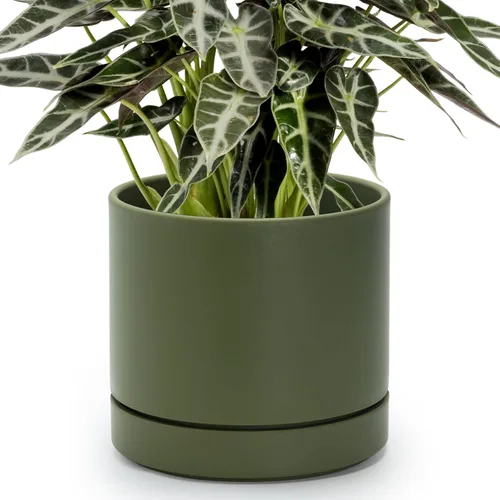 Vista 22 de Phoenix Vine 4 Inch Planter Pot with Drainage Hole & Saucer, Deep Water Catch Tray, Straight Cylindrical Round Pot for Plants, Olive, Pack of 1