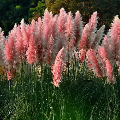 Vista 5 de 1000+ semillas mixtas de hierba de las Pampas Cortaderia Selloana para plantar, semillas de plantas ornamentales, decoración de jardín, flores altas