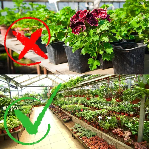 Vista 4 de Plantas de plástico de 6 pulgadas, macetas de inicio de semillas, macetas de siembra, macetas de plántulas, contenedor para plantas de flores