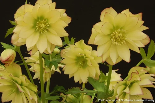 Vista 4 de Perennial Farm Marketplace Helleborus x W.J. 'Golden Lotus' (rosa lentense) perenne, 1 cuarto de galón, flores amarillas