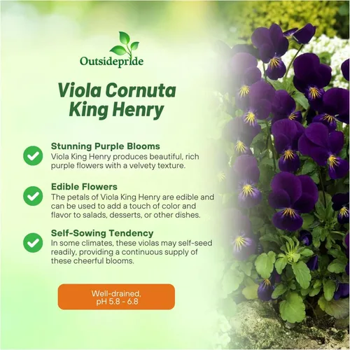 Vista 3 de Outsidepride King Henry Viola - Semillas de pensamiento para plantar, 1000 unidades. Flores perennes, resistentes al frío y aptas para polinizadores