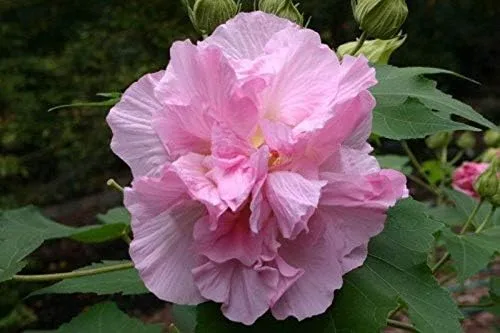 Vista 4 de Semillas de Rosa Confederadas Doble Rosa Muy Hermosas y Resistentes(25 - Semillas)