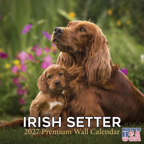 Vista 212 de Calendario de Lebrel Afgano 2025 2026, calendario mensual de pared de raza canina, 12" x 18" abierto, papel grueso sin traspaso, ideal para regalo