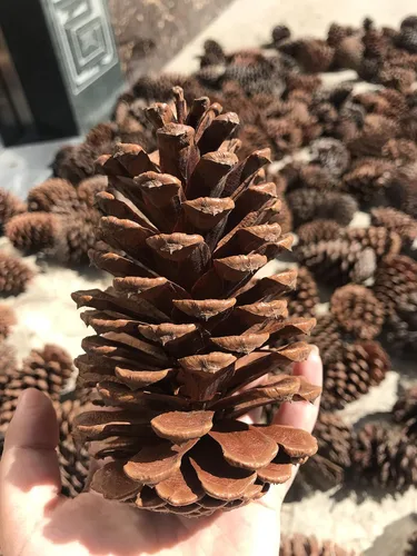 Vista 4 de PineCones - Paquete alto a granel, totalmente naturales, piñas grandes y piñas de pino naturales perfectas para adornos colgantes de Navidad