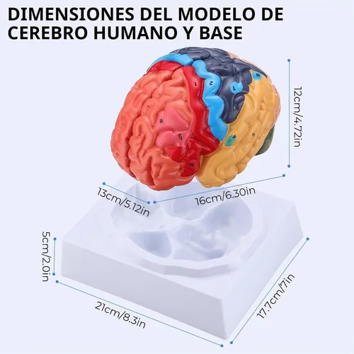 Vista 6 de Modelo de cerebro humano, modelo de anatomía cerebral de tamaño real, modelo de cerebro de PVC de 2 partes con números grabados con láser, regiones