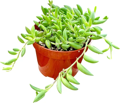 Vista 19 de Suculenta viva de 4 pulgadas "Baby Toes Fenestraria Rhopalophylla, plantas suculentas vivas completamente enraizadas, planta