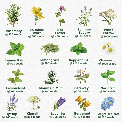 Vista 3 de 35 Medicinal & Tea Herb Seeds Variety Pack for Indoor & Outdoors