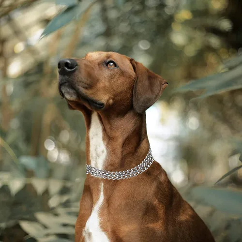 Vista 2 de Collar de cadena para perro, collar de estrangulamiento ajustable para perros pequeños, medianos y grandes (pequeño) Chain Dog Collar, Dog