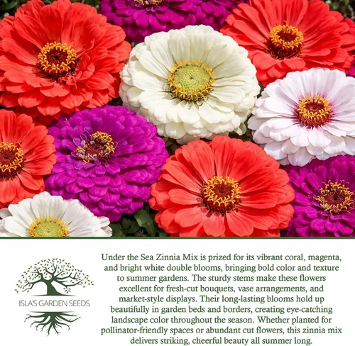 Vista 6 de Semillas de zinnia "Under The Sea Mix" para plantar, más de 200 semillas de flores por paquete, semillas de jardín de Isla
