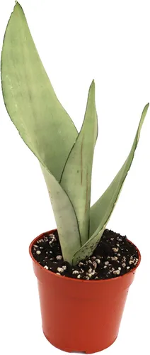 Vista 6 de Sansevieria Bentel's Sensation - 4" de California Tropicals