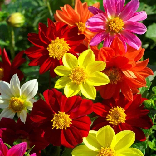 Vista 7 de Semillas Dalia Mignon Flores Anuales Mixtas