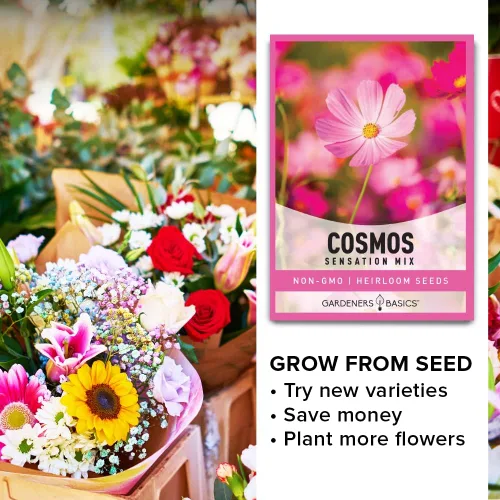 Vista 5 de Cosmos Seeds para plantar flores (mezcla de sensación) - Semillas de flores cosmo rosadas, polinizadas abiertas, sin OMG, ideales para jardines