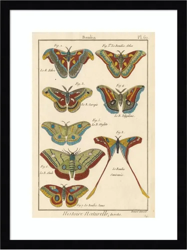 Vista 9 de Amanti Art Lienzo decorativo para pared enmarcado de 24 x 18 pulgadas, diseño de mariposas de naturaleza III de historia, arte de pared de animales
