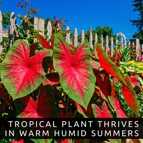 Vista 10 de Bulbos de Caladium Scarlet Arrow para Plantar - Excelentes Plantas de Interior (6 Bulbos)