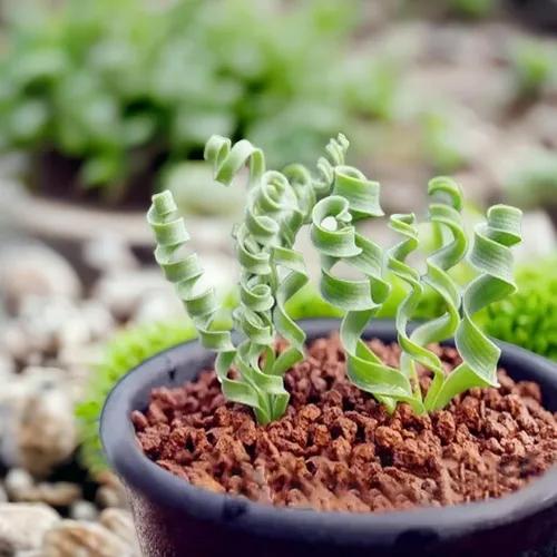 Vista 5 de 200 PIEZAS/BOLSA Suculentas Verdes para Bonsái DIY y Flores en Maceta - Delicia Vibrante del Jardín
