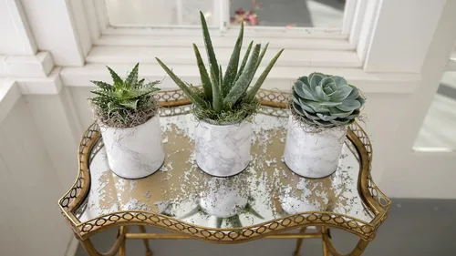 Vista 6 de Espoma Mezcla de tierra orgánica para macetas, suelo natural y orgánico para cactus, suculentas, palmeras y cítricos cultivados en contenedores
