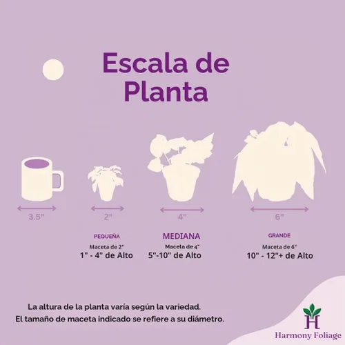 Vista 7 de Begonia de fresa, 4 pulgadas, Saxifraga stolonifera, planta de interior Legacy Heritage