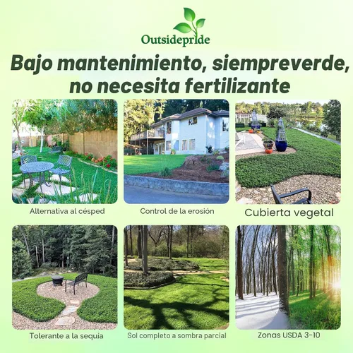 Vista 2 de Outsidepride - Semilla de trébol blanco perenne White Miniclover® para césped y cobertura de suelo, 1 lb