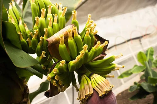 Vista 2 de Semillas de plátano - Flores anuales ornamentales para plantar - Sin OMG