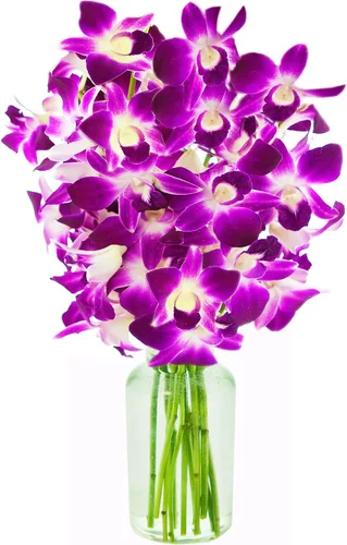 Vista 24 de Kabloom 10 Tallos Blue Valentine Dendrobium orquídeas, 2.5 libras