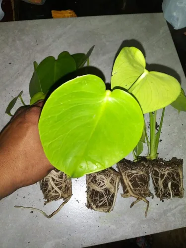 Vista 2 de monstera - Paquete de 5 deliciosas plantas vivas "Swiss Cheese Plant" fáciles de cultivar, frutas comestibles tropicales para interiores o exteriores
