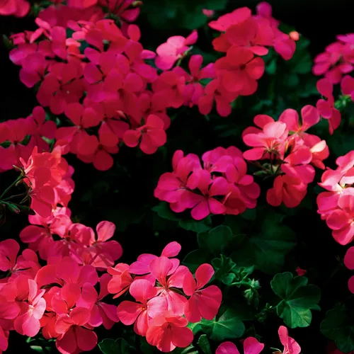 Vista 7 de Outsidepride 20 semillas perenne fucsia hiedra hoja geranio flor semilla para plantar