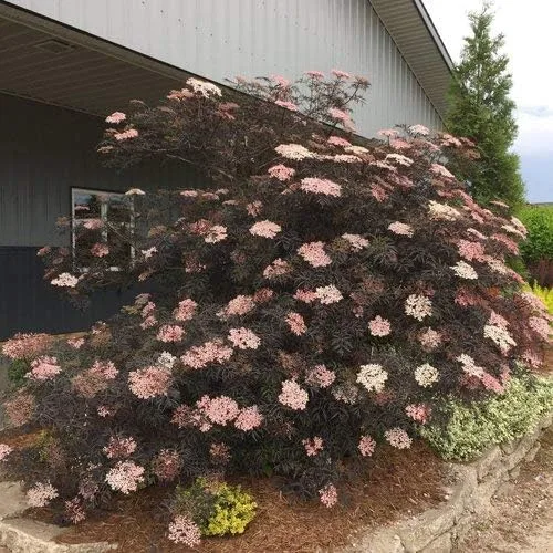 Vista 3 de Green Promise Farms Sambucus NIGRA `Black LACE` (saúco) Arbusto, contenedor de 3 tamaños, flores rosadas