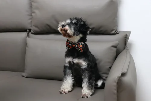 Vista 4 de Lionet Paws Collar de Halloween para perro, lindo collar de algodón ajustable para otoño con corbatín para perro pequeño, mediano y grande, regalo