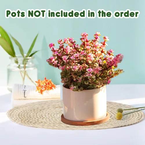 Vista 4 de 4 bandejas de goteo de bambú para plantas, macetas redondas, para interiores, planta, palet, suculentas, cactus (4.7 pulgadas)