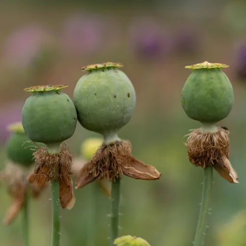 Vista 6 de All Good Things - Semillas orgánicas de amapola húngara, paquete de 250 semillas tradicionales para plantar flores, suministros de jardinería