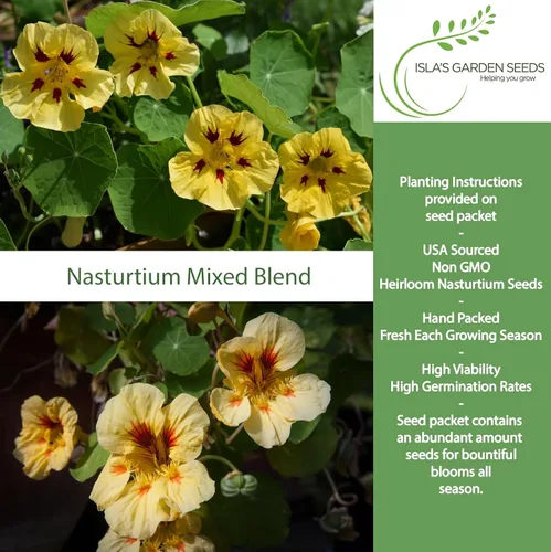 Vista 2 de Peach Melba - Semillas de capuchina enana para plantar, (Tropaeolum nanum), más de 30 semillas de flores por paquete, semillas de jardín de Isla