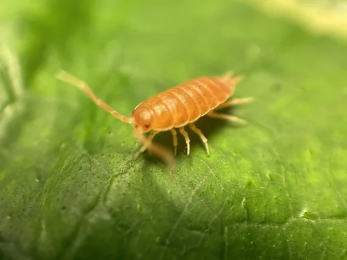 Vista 3 de ¡30 Roly Polys vivos Orange Smoothie! Rolie Polie Isopods de Pocket Pets. Pídelo solo si tus temperaturas están entre 20 y 95 grados
