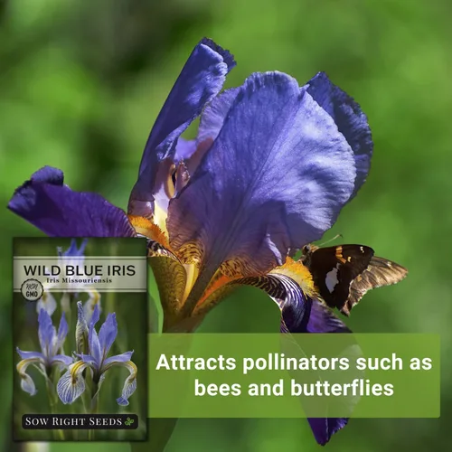 Vista 5 de Sow Right Seeds - Semillas de flores de iris azul silvestre para plantar - Favoritos de la floristería - Hermosas flores para plantar en tu jardín
