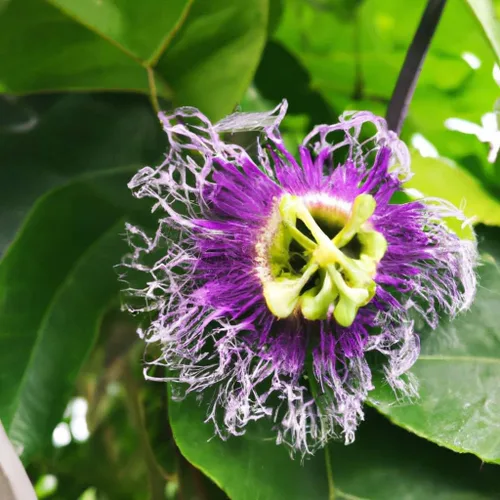 Vista 5 de Passion Fruit Live Plant 4 Pack – 'Possum Purple' (Maracuya) — Self-Fertile Passiflora edulis Vine for Trellis, Arbor & Containers — Fast Growing