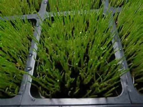 Vista 2 de Semillas enteras de cebada para hierba de cebada, microverde, semillas de germinación de jugo, bolsa resellable de 1 libra utilizada para malta