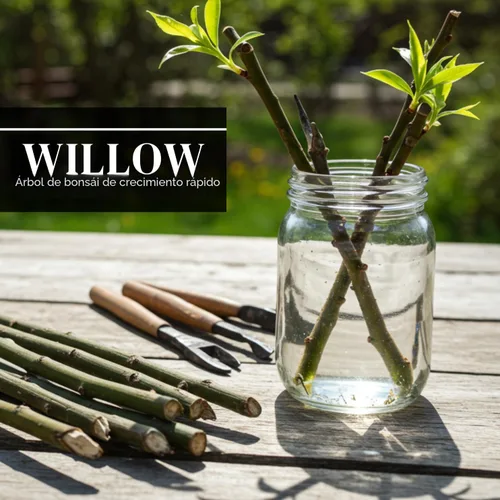 Vista 3 de Árbol Bonsái Dina Willow - Esqueje de Tronco Grueso, Crecimiento Rápido - Cuidado Fácil para Interiores/Exteriores – Regalo Vivo para Principiantes