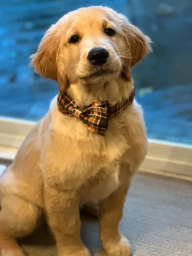 Vista 4 de Collar de Halloween para perro con moño de lionet paws - Lindo collar ajustable de moño de algodón para otoño con hebilla de metal para perro A: O &