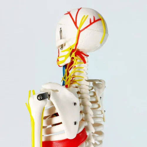 Vista 6 de EVOTECH SCIENTIFIC Mini modelo de esqueleto humano para anatomía, modelo de esqueleto humano de tamaño natural de 33.5 pulgadas, 1/2 con nervios