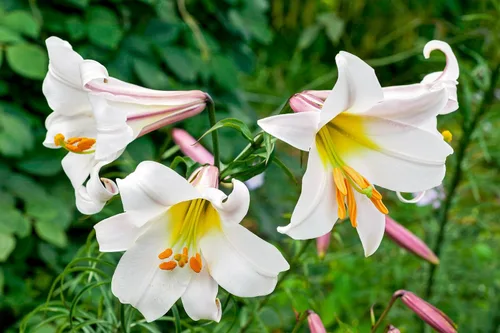 Vista 5 de 10 semillas de flores blancas y rosas de Royal / King's Lilium Regale