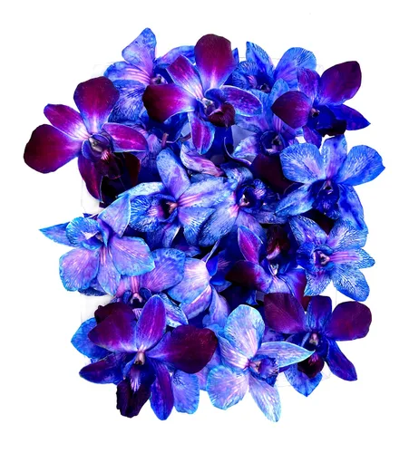 Vista 10 de Miami Fresh Orchid Flower OrchidClub USA Sunne Tropical Cabeza de floración suelta DIY Lei comida bebida decoración púrpura (Queen Purple Sonia 50)