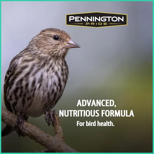 Vista 4 de Pennington - Pride Wild Finch - Mezcla de semillas para pájaros silvestres, 10 libras