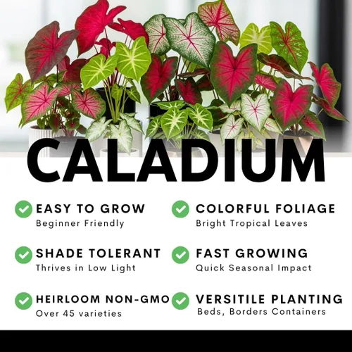 Vista 15 de Bulbos de Caladium Scarlet Arrow para Plantar - Excelentes Plantas de Interior (6 Bulbos)