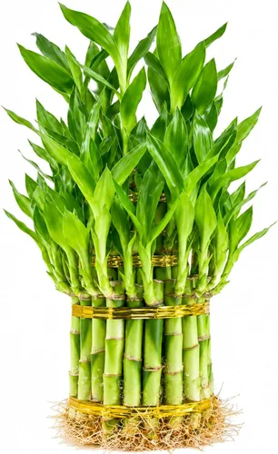 Vista 12 de Planta viva de bambú de la suerte, planta de interior de bambú rizado, Dracaena Sanderiana