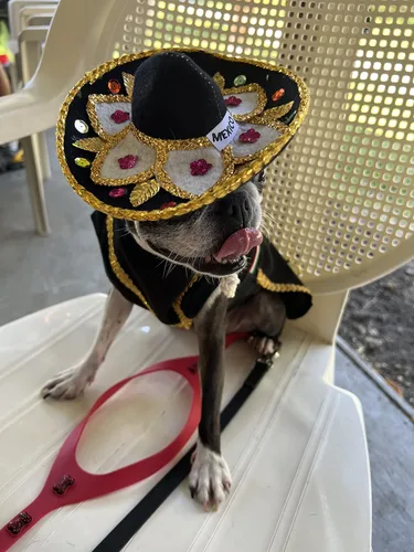 Vista 2 de Mariachi dog costume (S)