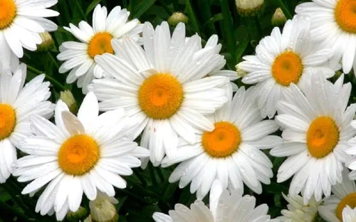 Vista 2 de Shasta Daisy Flower Seeds, 25 unidades de la marca COOL BEANS N SPROUTS