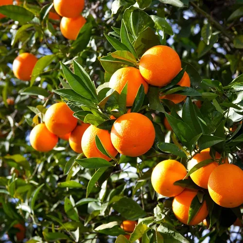 Vista 7 de Semillas de frutas mixtas para plantar, 40 unidades, limón, naranja, manzana, maracuyá, 10 unidades, arándano, 10 unidades, cereza, semillas frescas