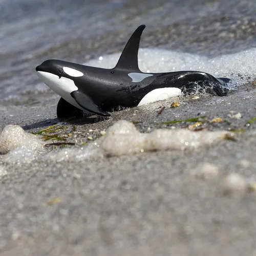 Vista 2 de Safari Ltd. Figura de orca Wild Safari Sea Life - Figura realista de modelo de ballena asesina de 6 pulgadas, juguete educativo para niños y niñas a